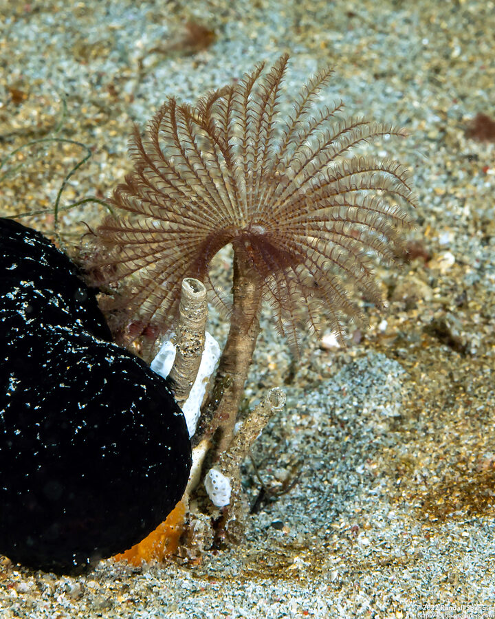 Sabellidae sp.3 (Sabellidae sp.3)