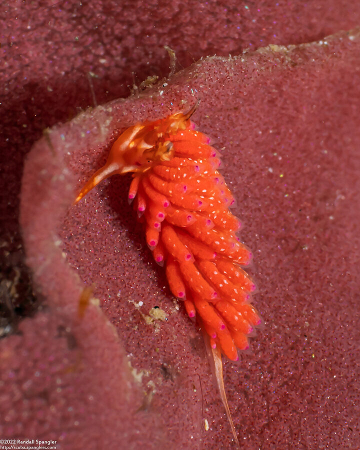 Favorinus mirabilis (Wonderful Favorinus)