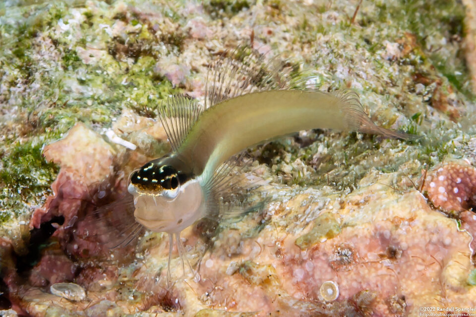 Ecsenius shirleyae (Shirley's Coralblenny)