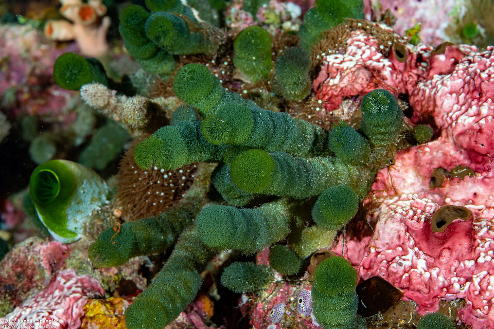 Tydemania expeditionis (Tydemania Expeditionis)