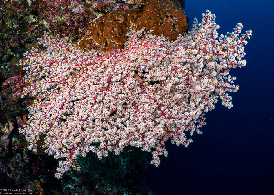 Siphonogorgia sp.2 (Siphonogorgia sp.2)