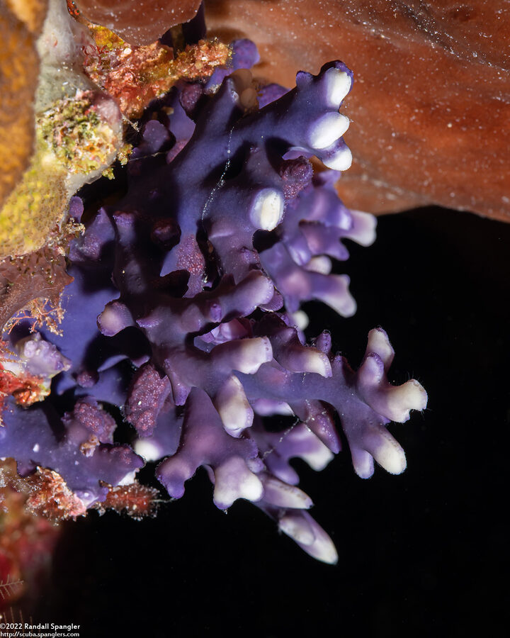 Distichopora irregularis (Distichopora Irregularis)