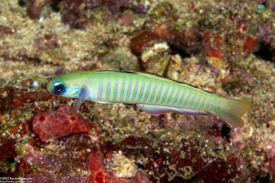 Ptereleotris zebra (Zebra Dartfish)