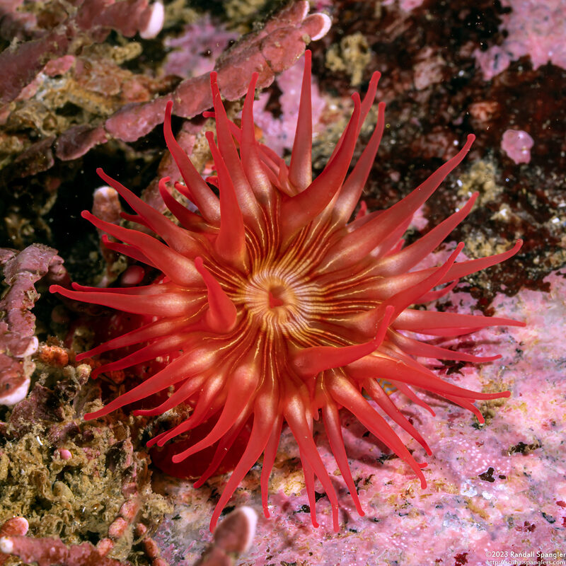 Urticina eques (White-Spotted Rose Anemone); Small anemone, only an inch across