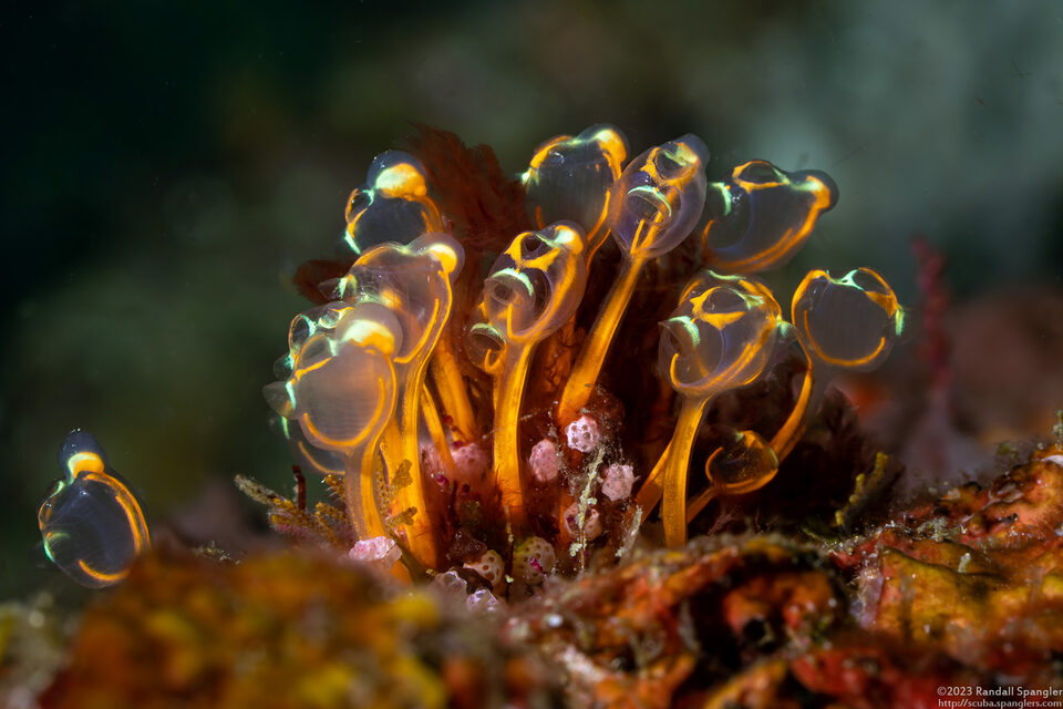 Clavelina detorta (Clavelina Detorta)