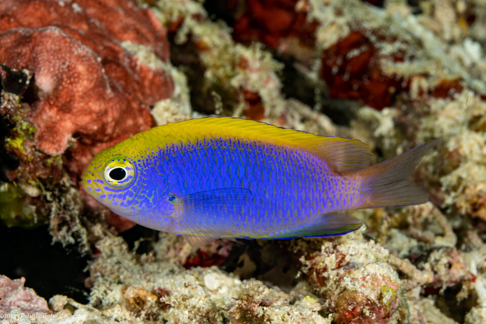 Chrysiptera bleekeri (Bleeker's Damsel)