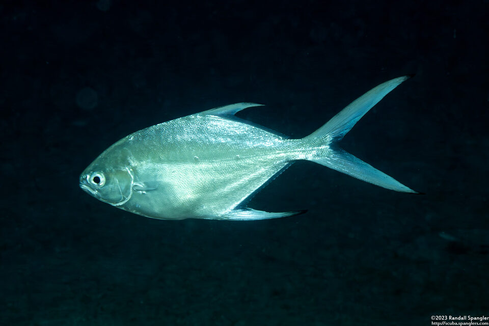Trachinotus baillonii (Small-Spotted Dart)