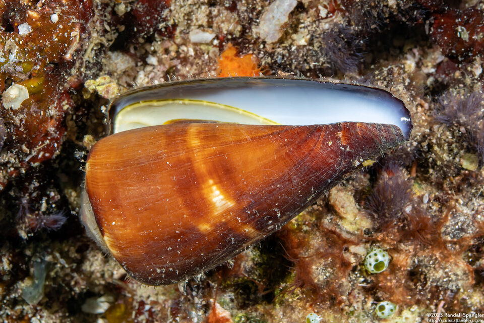 Conus virgo (Virgin Cone)