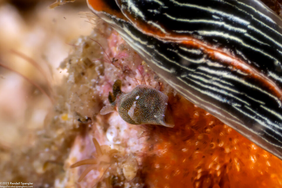 Haminoeid sp.1 (Haminoeid sp.1)