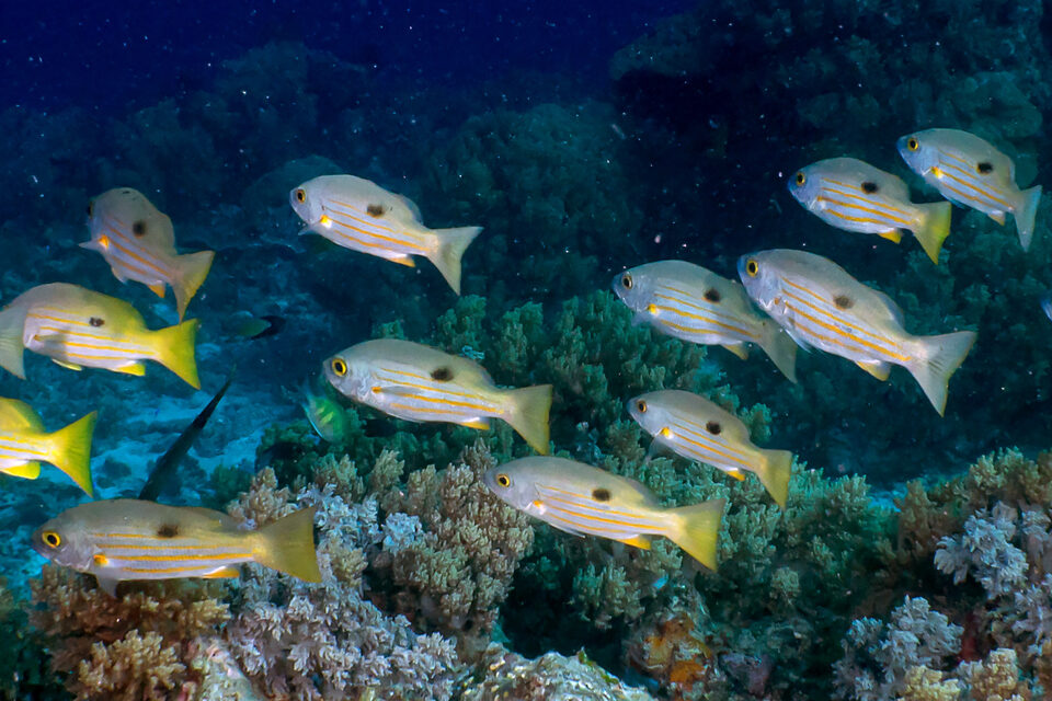 Lutjanus ehrenbergii (Blackspot Snapper)