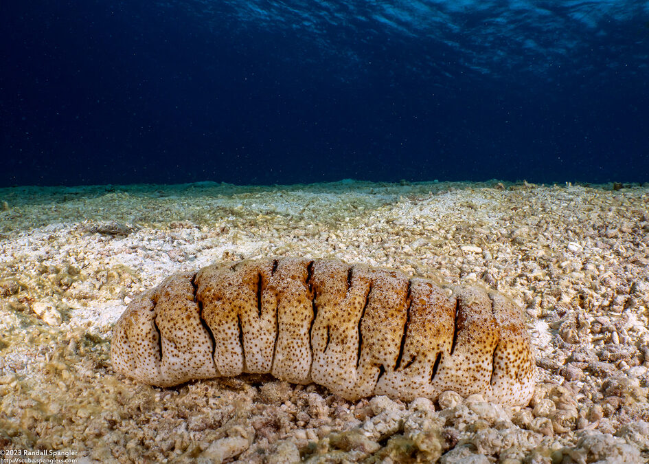 Holothuria fuscopunctata (Elephant Trunkfish)