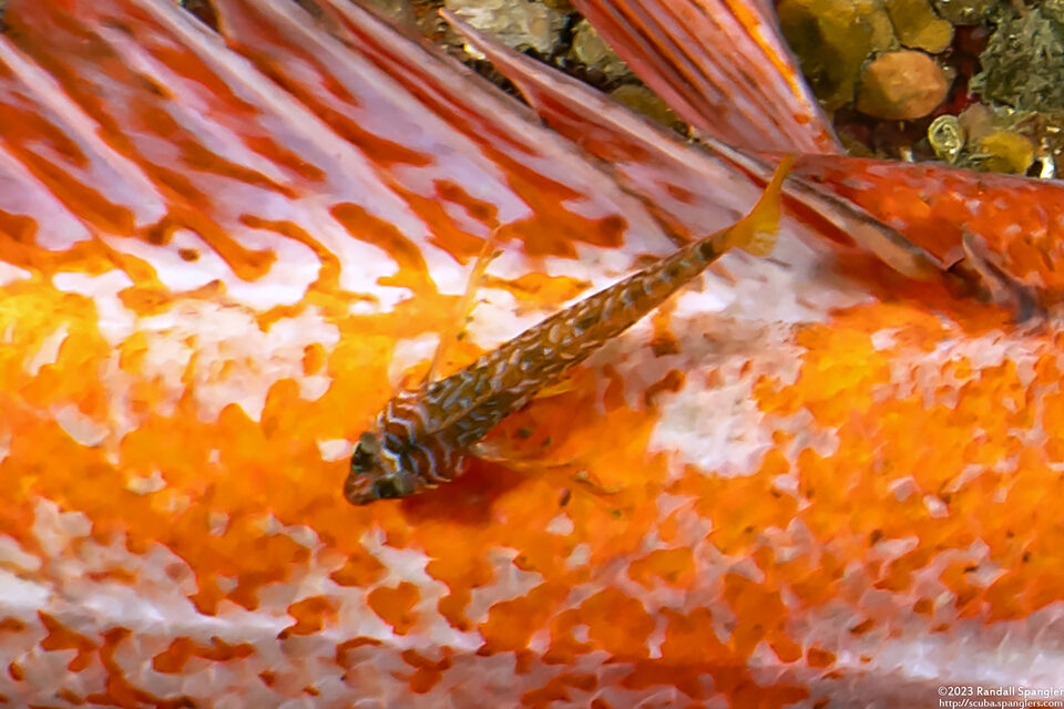 Jordania zonope (Longfin Sculpin)