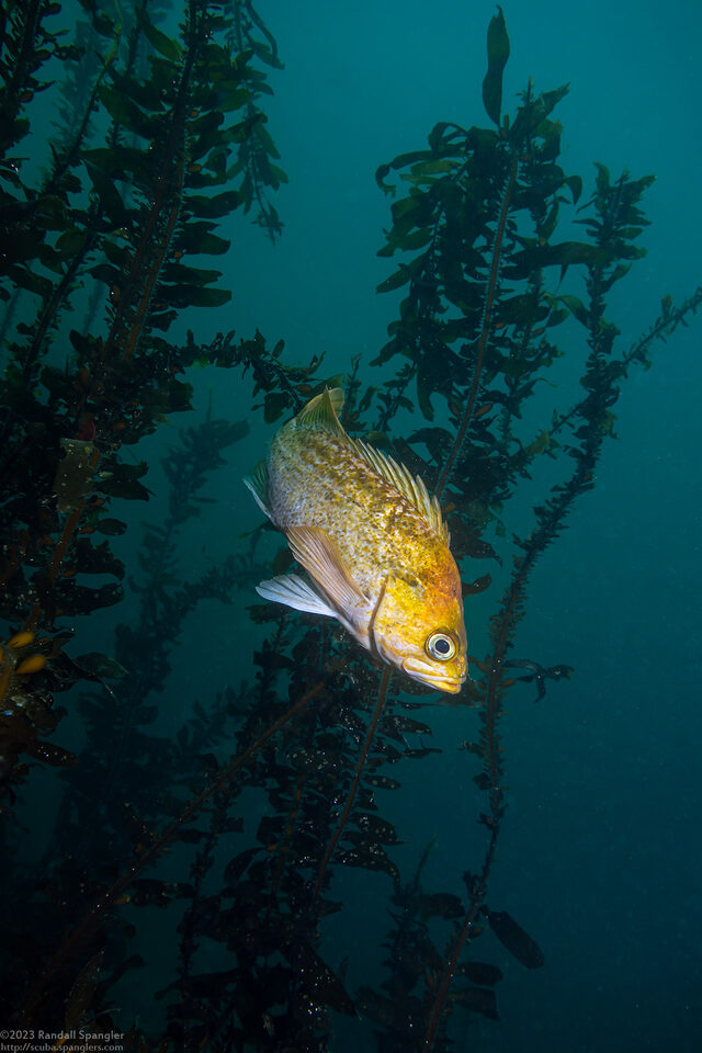 Egregia menziesii (Feather Boa Kelp)