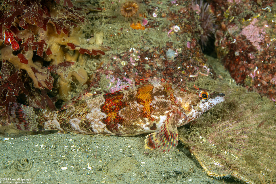 Oxylebius pictus (Painted Greenling)