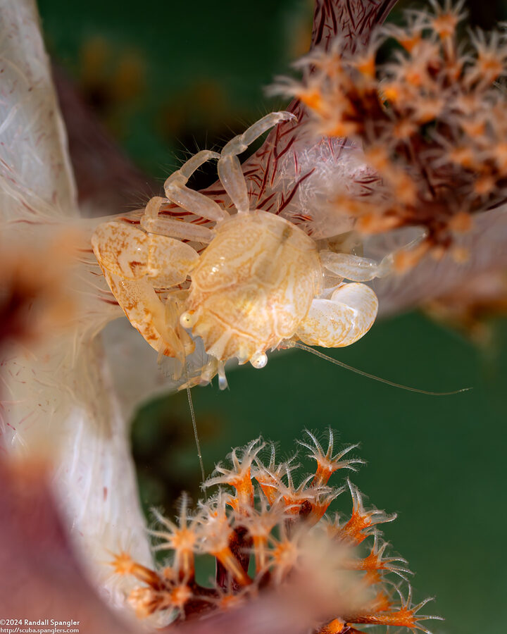 Lissoporcellana quadrilobata (Four-Lobed Porcelain Crab)