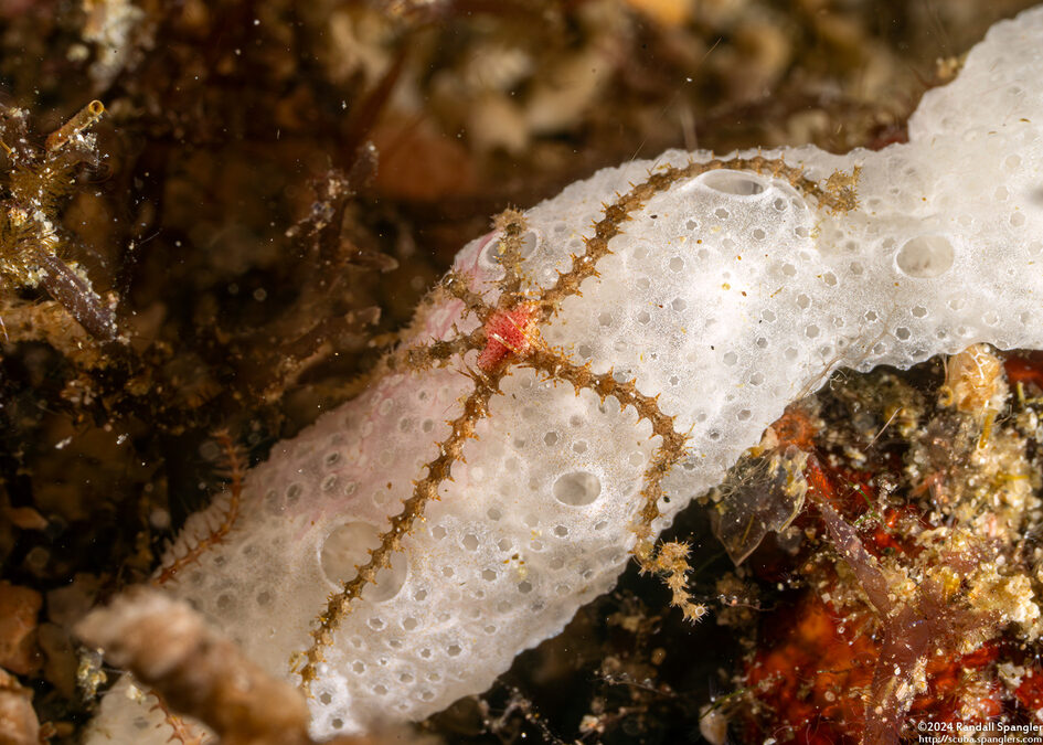 Ophiothela sp.1 (Ophiothela sp.1)