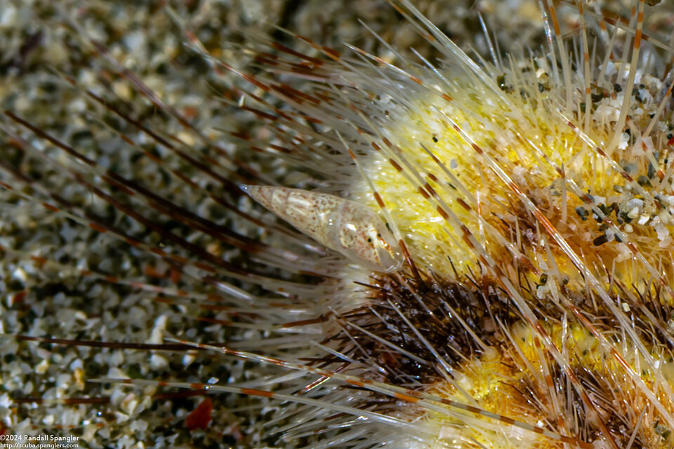 Hypermastus sp.1 (Red-Dotted Hypermastus)