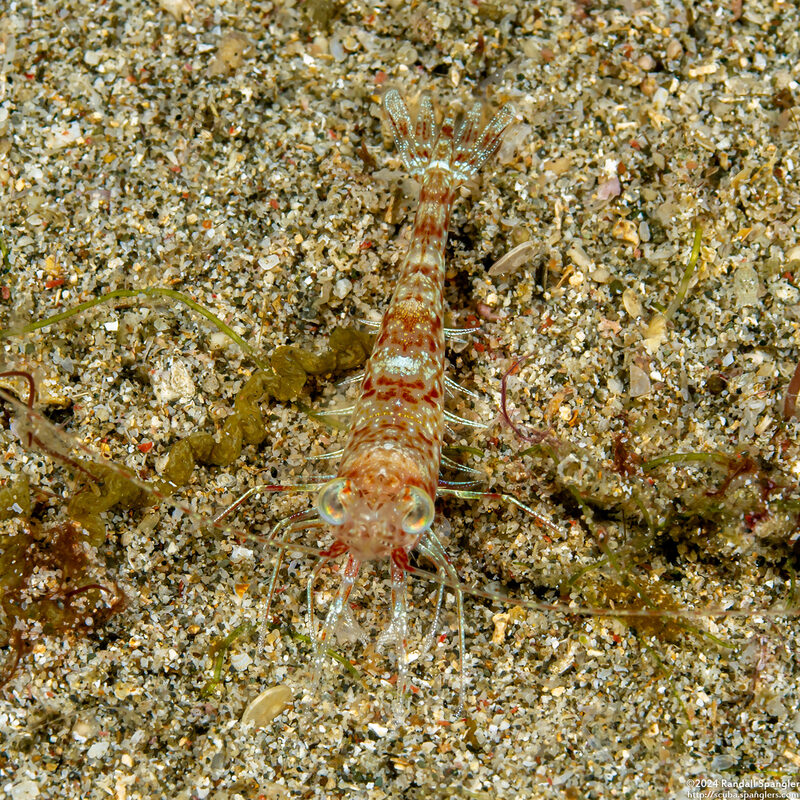 Metapenaeopsis sp.1 (Metapenaeopsis sp.1)