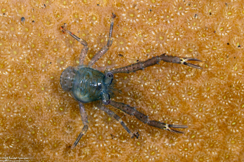 Galathea sp.3 (Blue Galathea)