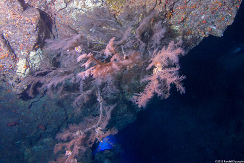 Myriopathes ulex (Feathery Black Coral)
