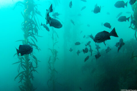 Sebastes mystinus (Blue Rockfish)
