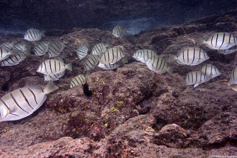 Acanthurus triostegus (Convict Tang)