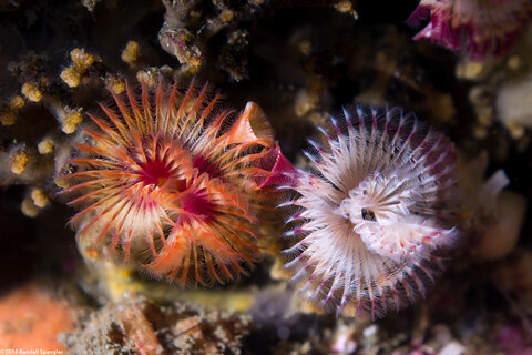 Serpula columbiana (Serpulid Worm)
