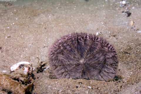 Dendraster excentricus (Sand Dollar)