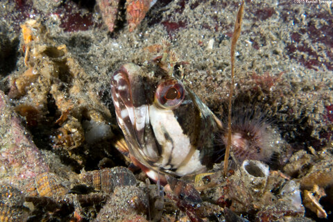 Neoclinus uninotatus (Onespot Fringehead)