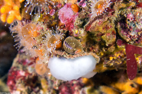 Pseudopusula californiana (Coffee Bean Cowry)