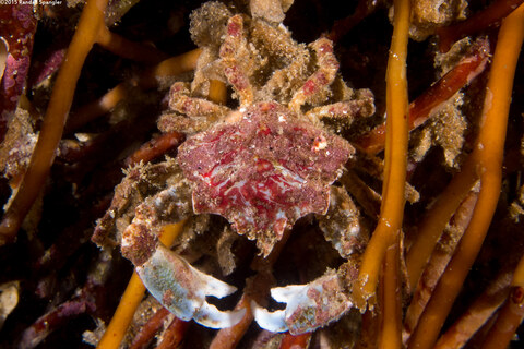 Pugettia foliata (Foliate Kelp Crab)