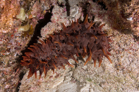 Stichopus sp.1 (Hawaiian Spiky Sea Cucumber)