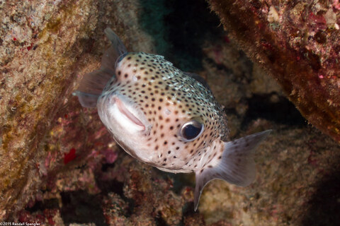 Diodon hystrix (Porcupinefish)