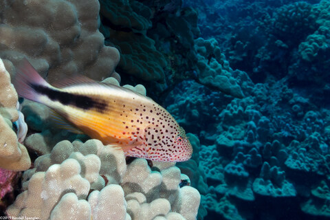 Paracirrhites forsteri (Freckled Hawkfish)