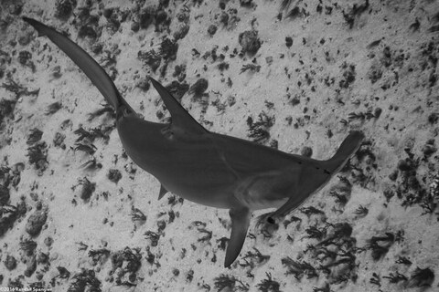 Sphyma lewini (Scalloped Hammerhead Shark)