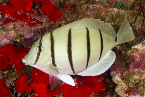 Acanthurus triostegus (Convict Tang)