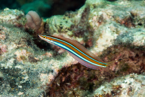 Plagiotremus ewaensis (Ewa Fang Blenny)
