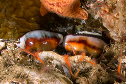Neobernaya spadicea (Chestnut Cowry)