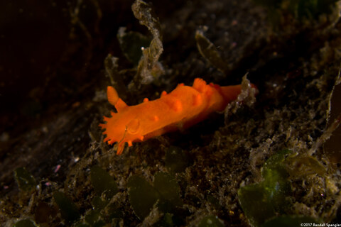 Triopha maculata (Spotted Triopha); Tiny one