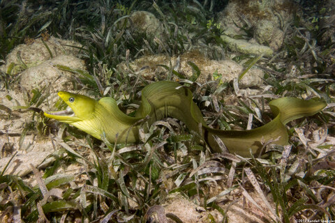 Gymnothorax funebris (Green Moray)