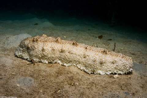 Astichopus multifidus (Furry Sea Cucumber)