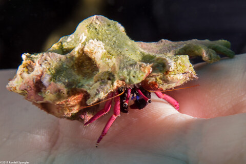 Calcinus haigae (Haig's Hermit Crab)