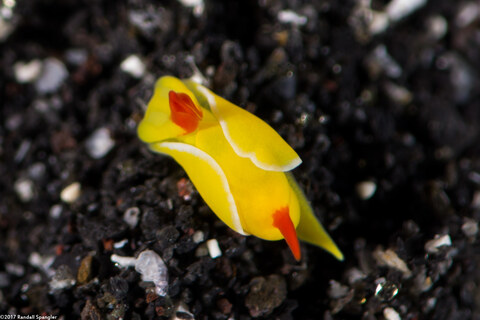 Siphopteron quadrispinosum (Four-Spined Slug)