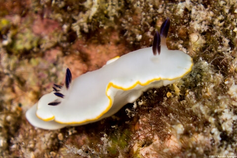 Ardeadoris scottjohnsoni (Scott Johnson's Nudibranch)