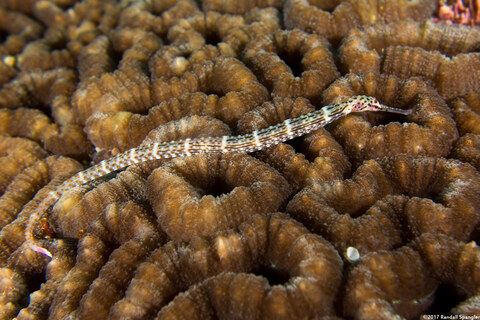 Corythoichthys ocellatus (Orange-Spotted Pipefish)