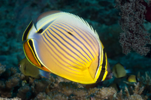 Chaetodon lunulatus (Redfin Butterflyfish)