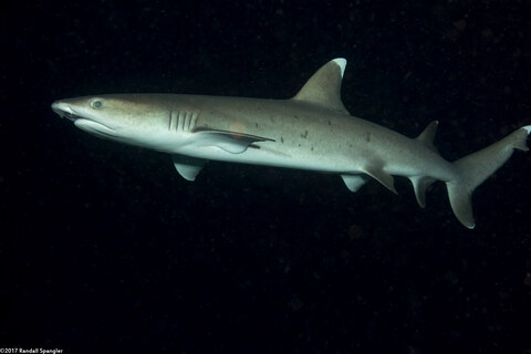 Triaenodon obesus (Whitetip Reef Shark)