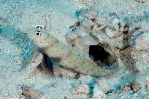 Amblyeleotris guttata (Spotted Shrimpgoby)