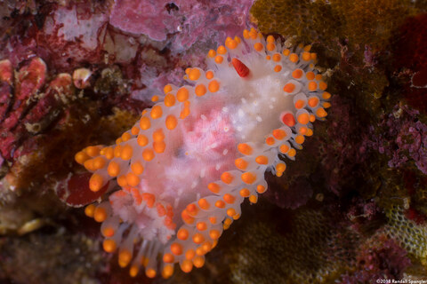 Limacia cockerelli (Cockerell's Dorid); Feeding on bryozoan