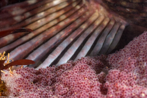 Scorpaenichthys marmoratus (Cabezon)